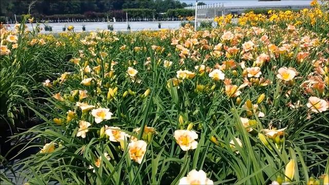 Best Perennials, Hemerocallis 'Siloam French Marble' (Daylily) смотреть онлайн