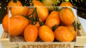 ОРАНЖЕВЫЙ ТОМАТ. Семена Сорта Лимонные Дольки