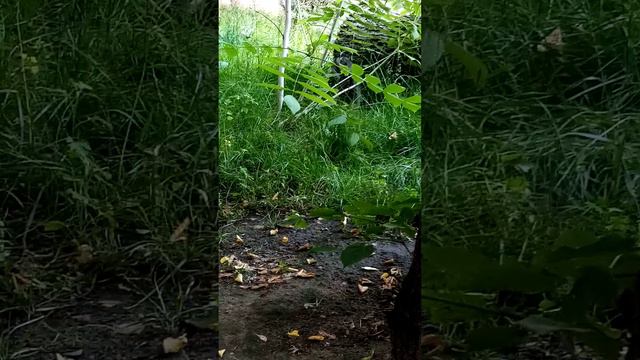 Манул Тимофей из Московского зоопарка лето 2023. Manul. Moscow zoo. Summer 2023. смотреть онлайн