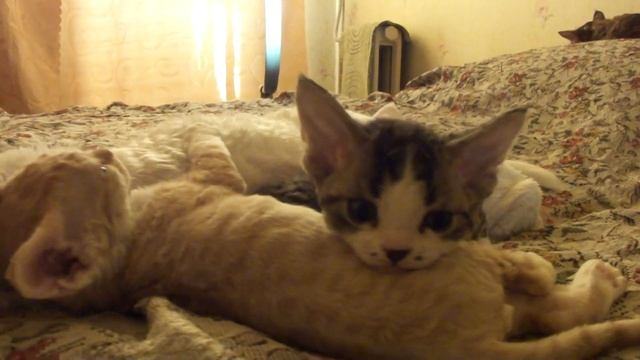 чёрно белая девочка девон рекс.MTS смотреть онлайн