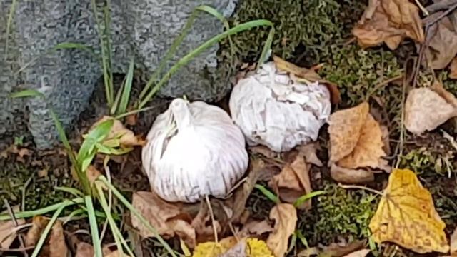 Ритуалы - онлайн на кладбище в золотую осень. 2. Свести врага с ума. К Тиннице. смотреть онлайн