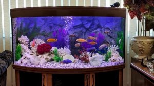 Аквариум с африканскими цихлидами.