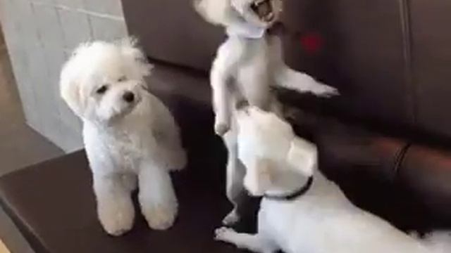 гифки живность собачки миротворец 1973399