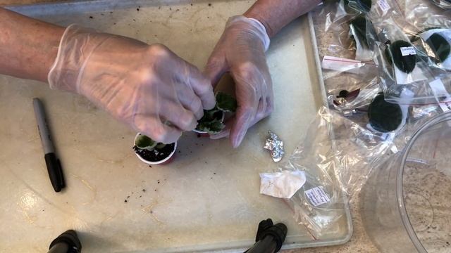 ФИАЛКИ. Открываю посылку с заказом из Казахстана от Ирины Заикиной 