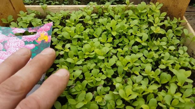 АСТРА КАК ПОСЕЯТЬ на рассаду. обзор середина марта 2019. астра из семян. видео