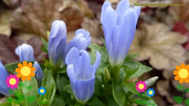 Горечавка бесстебельная блю мэджик. Краткий обзор, описание характеристик gentiana acaulis Blue Sta смотреть онлайн