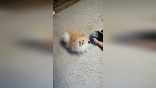 ПОМЕРАНСКИЙ ШПИЦ И ВОЗДУШНЫЙ ШАРИК / POMERANIAN AND A BALLOON смотреть онлайн