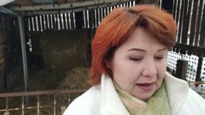 ПОЛОВАЯ АКТИВНОСТЬ У БАРАНОВ ОТВЕЧАЮ НА ВОПРОСЫ ПОДПИСЧИКОВ ВСЁ О БАРАНАХ
