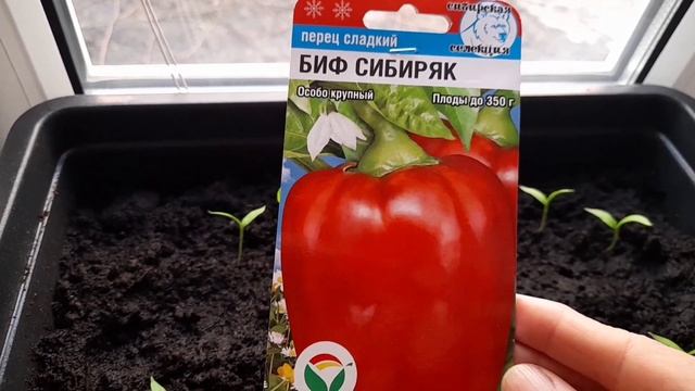 Постное меню/Наша рассада