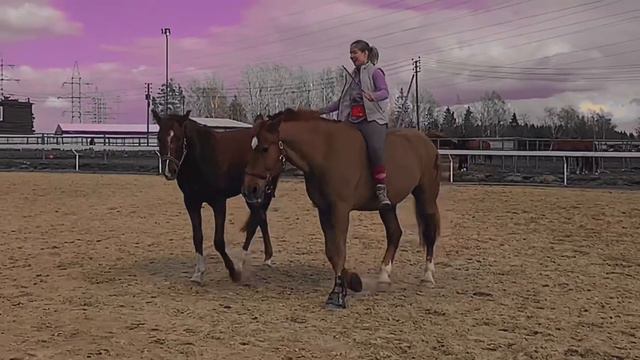 konoblog|коноблог||natural horsemanship смотреть онлайн