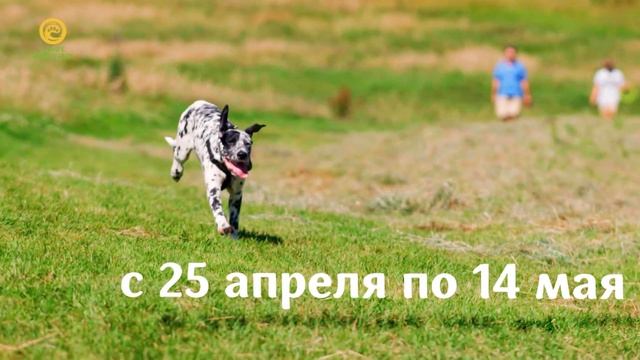 Анонс. Стань магистром в мире животных! смотреть онлайн