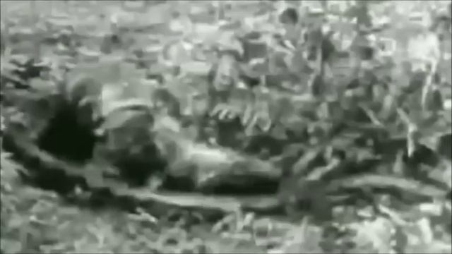 Анаконда тигр схватка смотреть онлайн