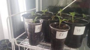 Новый стеллаж для рассады.Стеллаж для рассады на подоконник.Я довольна.