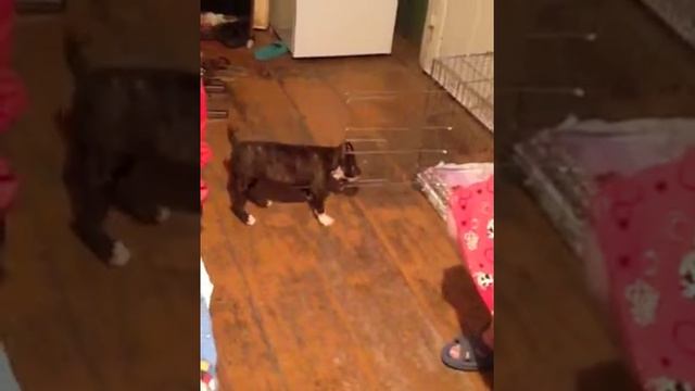 Нюшечка-щенок амстаффа смотреть онлайн