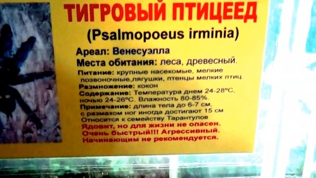 Бразильские пауки! Brazilian spiders смотреть онлайн