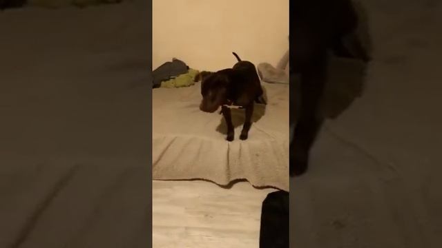 Собака не спит ночью. смотреть онлайн