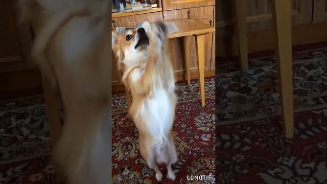 Вот так мы танцуем! Leo chihuahua❤️ смотреть онлайн