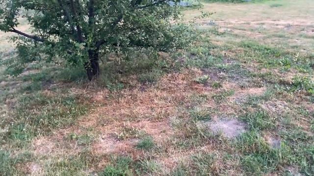 Небывалый урожай клубники со своего участка в деревне смотреть онлайн