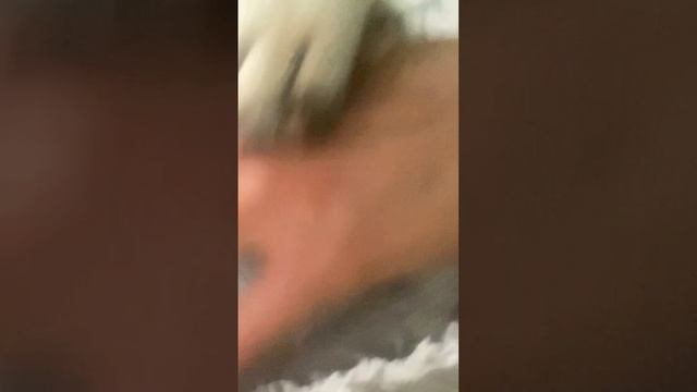 Сладкая Варя 😍поела и спать😂#мопсик #6# полноепузо #братьянашименьшие #хоббиnews смотреть онлайн