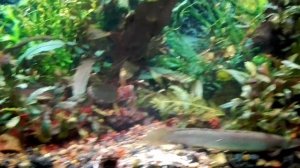 Полиптерус сенегальский, полиптерус эндлихера, каламоихт калабарский. Кормление.