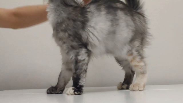 Long haired cats brushing / Как вычесывать длинношерстных кошек смотреть онлайн