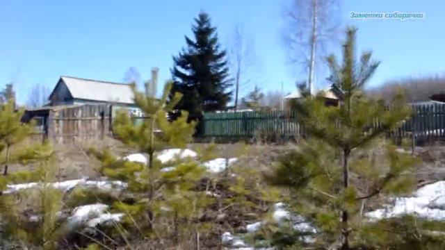 Покупала заброшенный участок. Как он изменился за 8 лет?