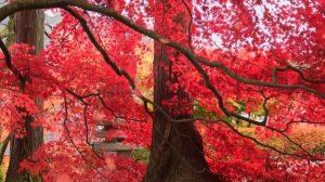 Нежный и крепкий СОН, глубокий релакс и успокоение нервной системы