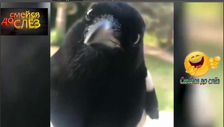 ПОДБОРКА ПРИКОЛОВ С ЖИВОТНЫМИ... смотреть онлайн