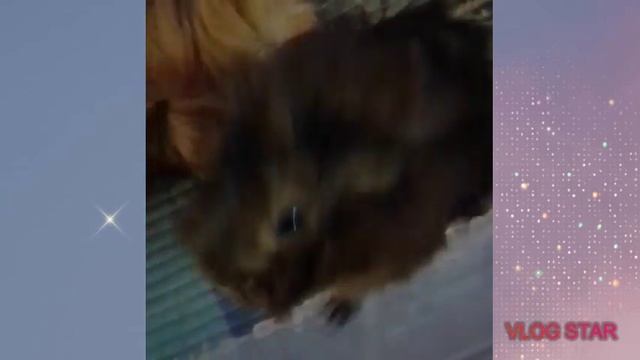 ♥️ Морские свинки едят огурчики и гуляют ♥️? смотреть онлайн