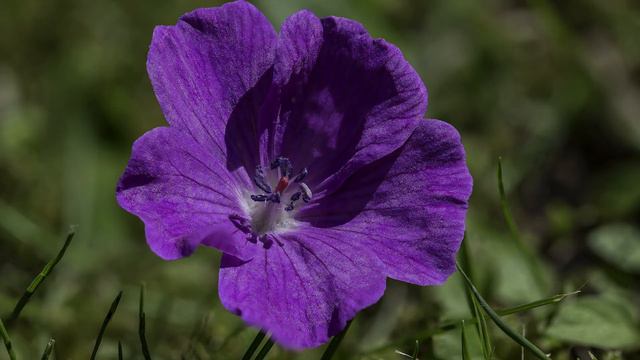 diaporama macro mai 19 смотреть онлайн