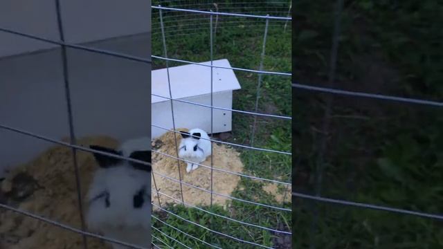 Загон для кролика #домашниеживотные смотреть онлайн