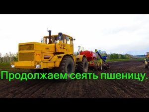 к-701 в поле. 27.05.2018. Сеем почти по грязи.