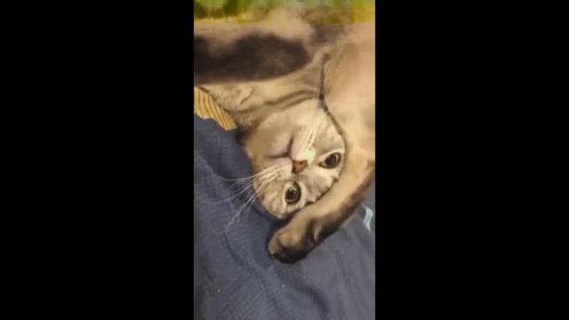 Смешные видео про животных 2018-2019!!!(Нарезка) смотреть онлайн