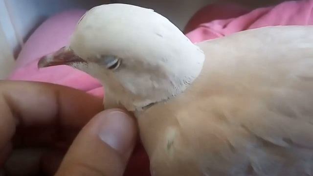 Работаем :). Смеющаяся горлица ручная смотреть онлайн