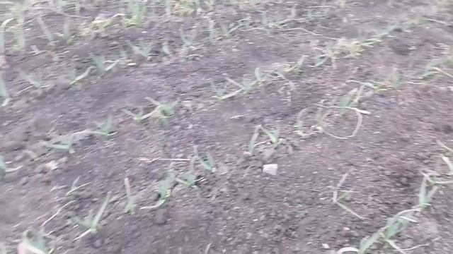 открытие сезона. чеснок 2022. смотреть онлайн