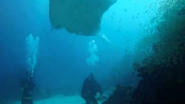 Manta rays LEI March 2012 смотреть онлайн