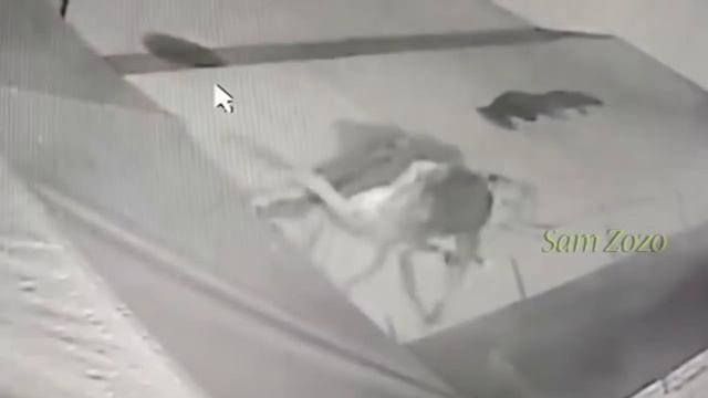 Дикие животные и охотничьи собаки. Pitbull против тигра. Нападение на сторожевых собак смотреть онлайн