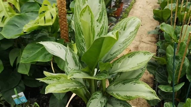 Aglaonema Silver Queen 60cm Height | Live from the Nursery Series смотреть онлайн