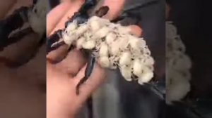 Самка скорпиона с детками.Дюжину крохотных, белых детенышей, скорпиона называют «нимфами»