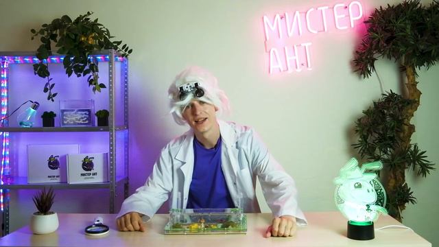 Муравьиные фермы Мистера Анта смотреть онлайн