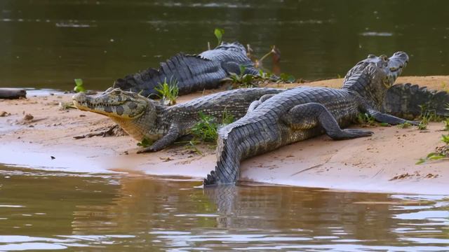 El Mundo Salvaje: La Selva Amazónica | Free Documentary Nature -  Español