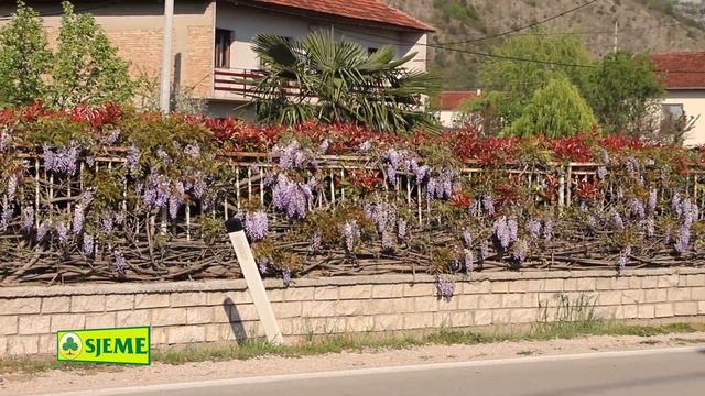 Glicinija, stablašica, krasotica opojnih, otrovnih cvjetova смотреть онлайн