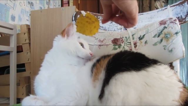 Почему кошки любят смотреть в глаза? смотреть онлайн