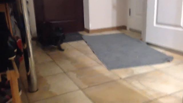 Смешной кот/кот играет смотреть онлайн