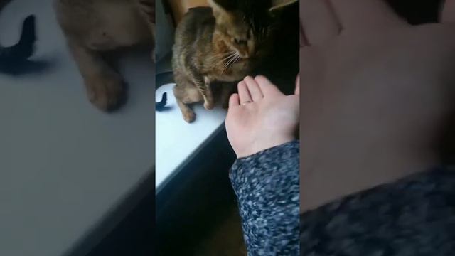 Ирина Бердикова оставила свою кошку Нику подруге | В Латвию без домашних животных