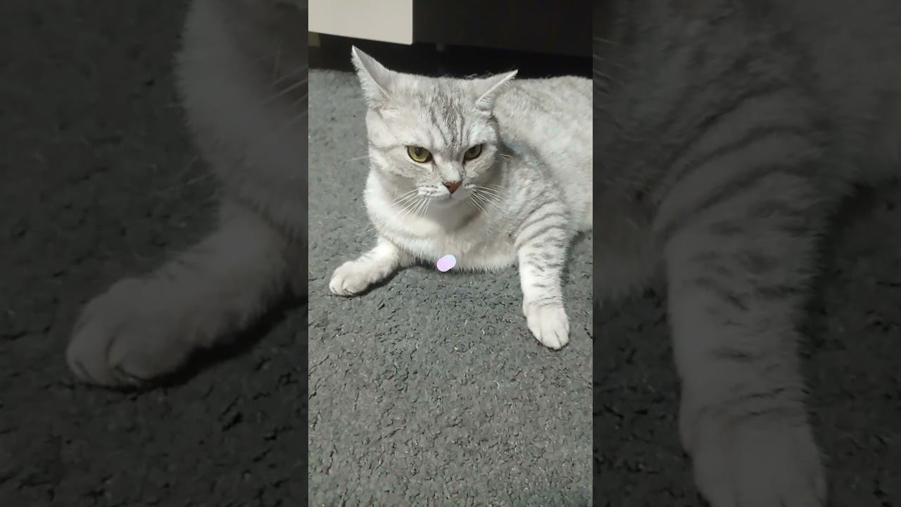 Кого ты спасешь? #shorts #подписка #рекомендации #коттитар #лайк смотреть онлайн
