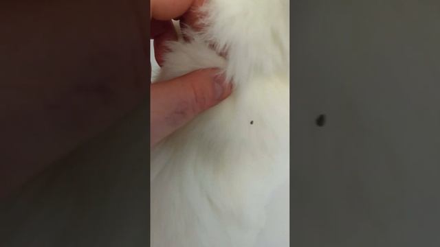 Как избавиться от блох у кота. Полезные советы