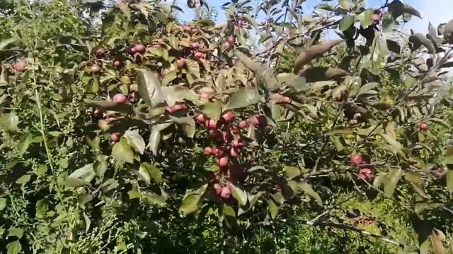 701. ВЫПИСАЛИ ИЗ ГОСПИТАЛЯ. Я ДОМА смотреть онлайн
