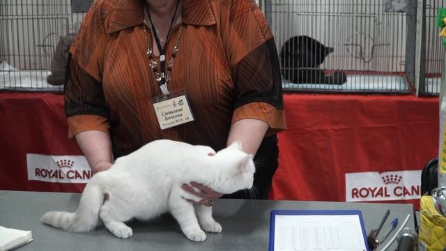 Выставка кошек | Клуб любителей кошек «Москва» смотреть онлайн