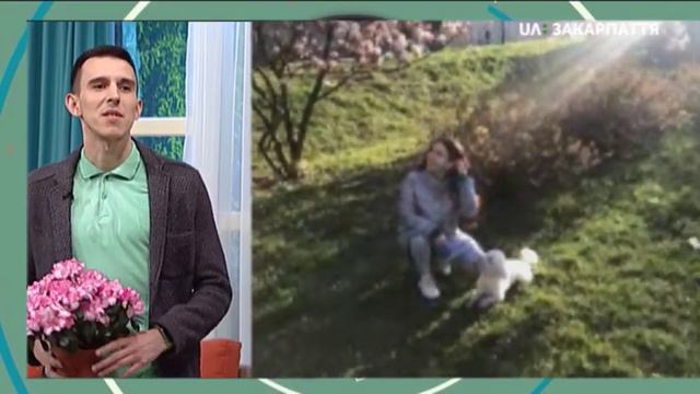 В Ужгороді розквітає магнолія. "Ранок з UA:Закарпаття" смотреть онлайн